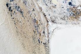 Why You Should Choose Our Mold Remediation Services in Cleveland, OH